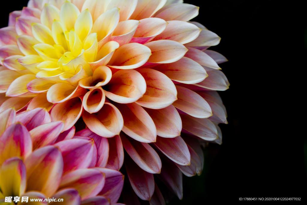 花卉