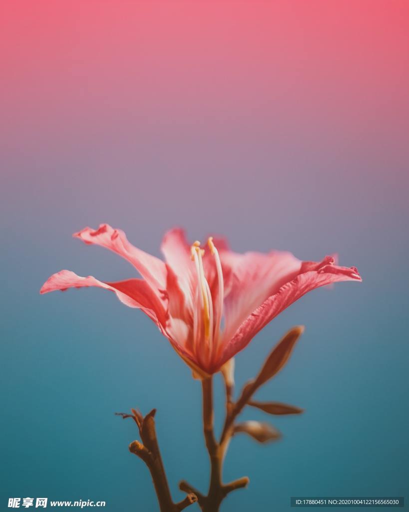 花卉