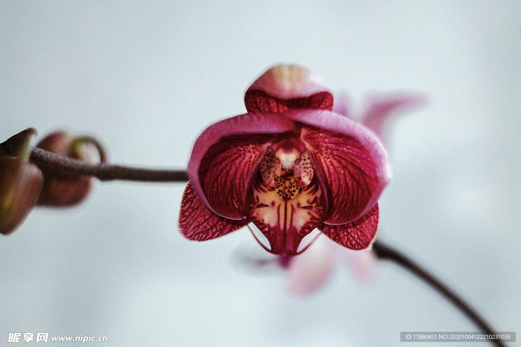 花卉