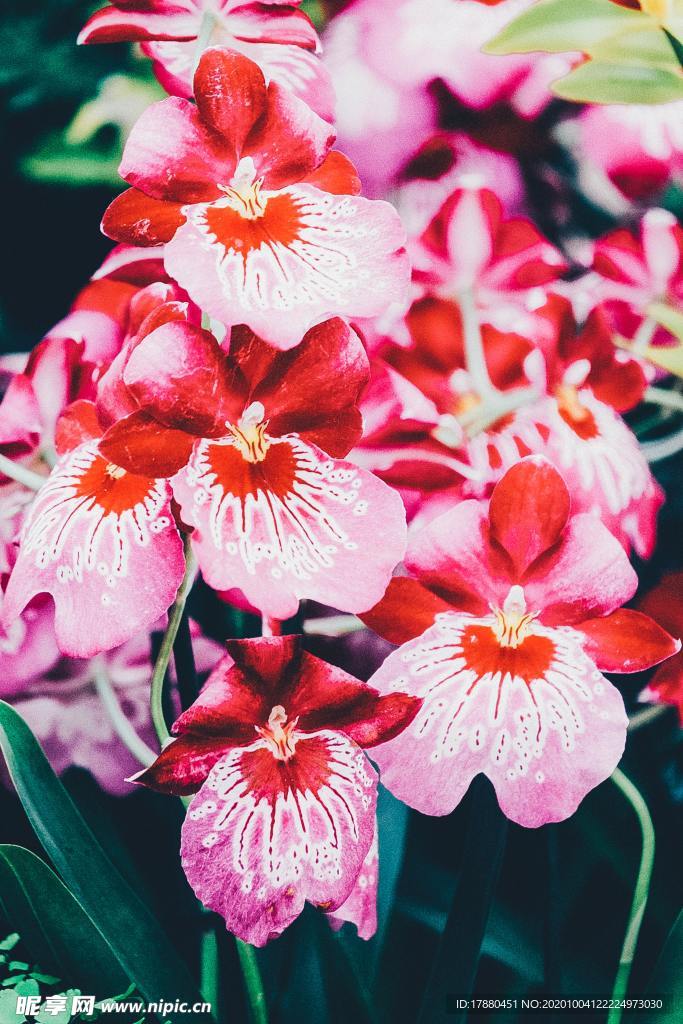 花卉