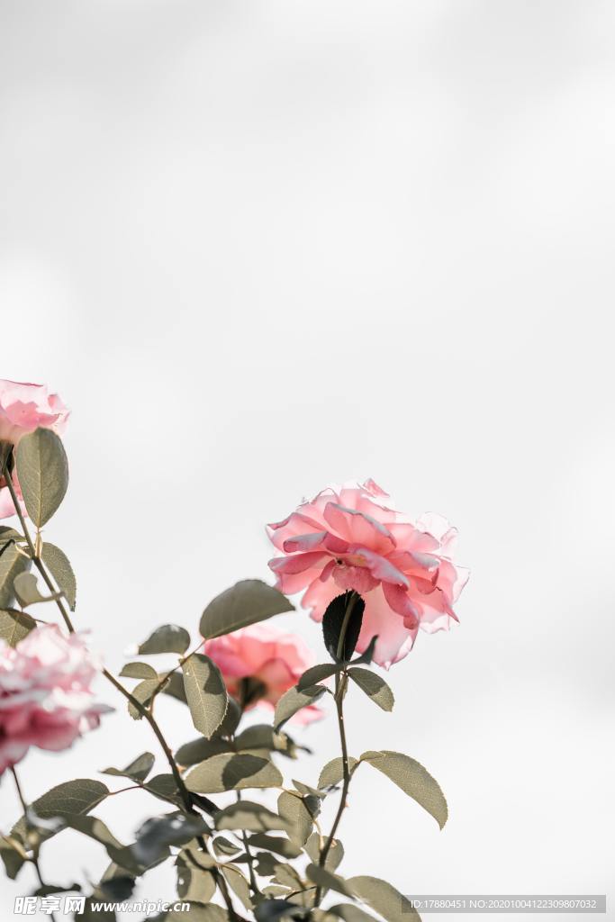 花卉