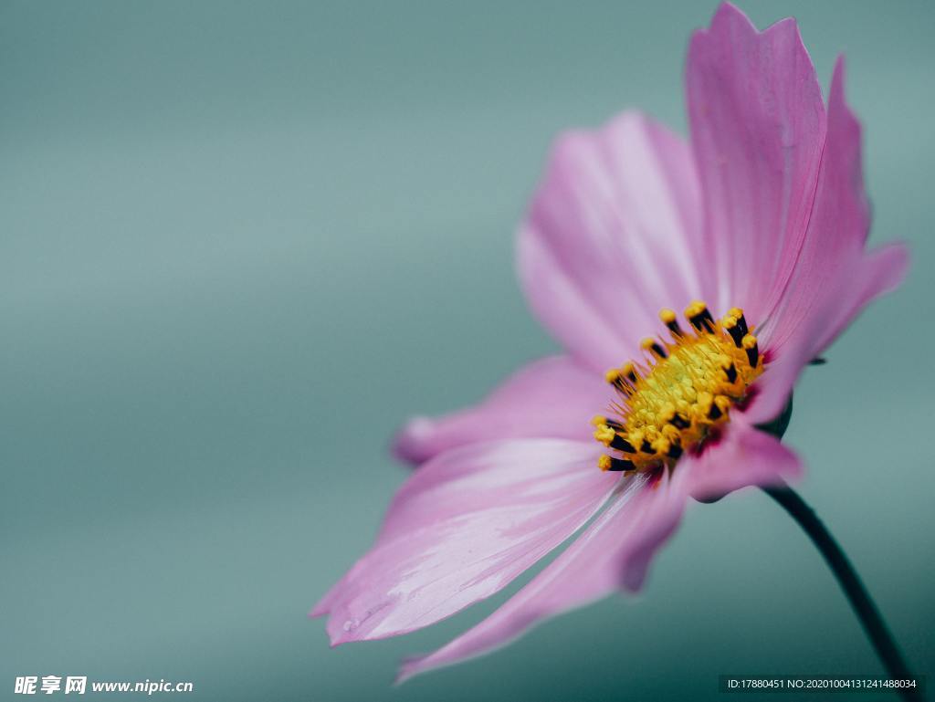 花卉