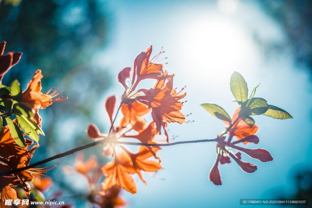 花卉