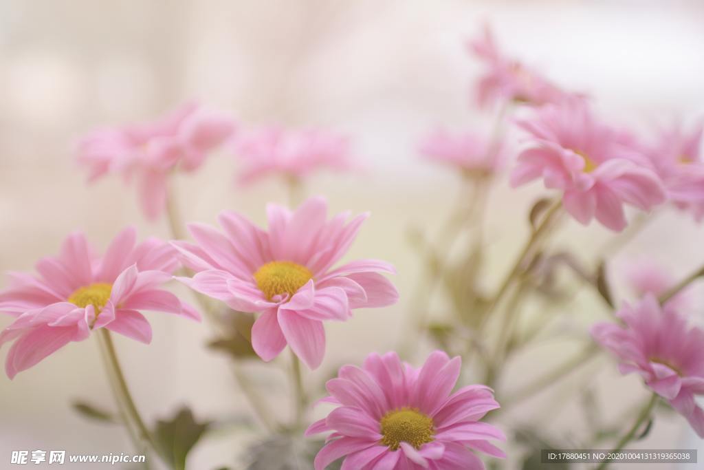 花卉