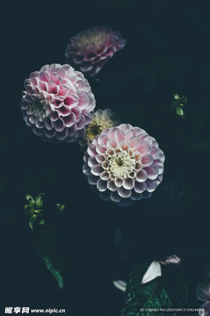 花卉