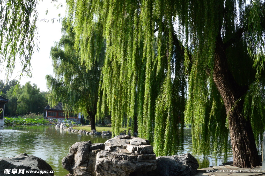 垂柳风景