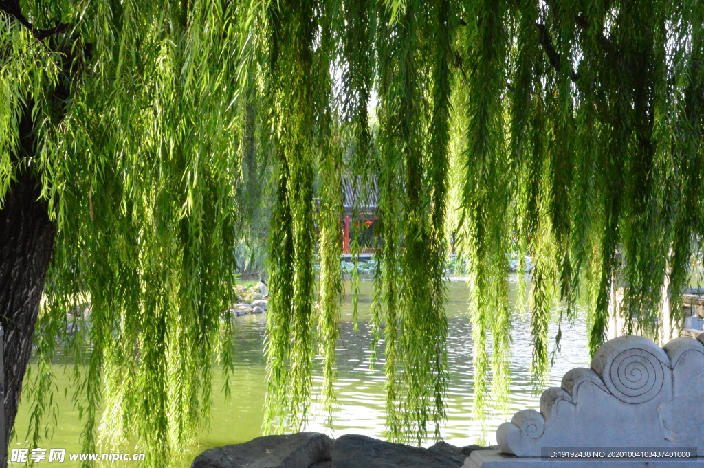 垂柳风景