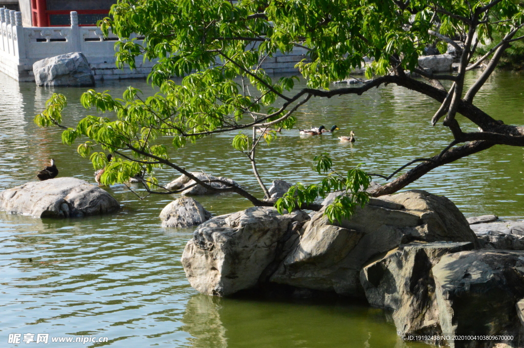 野鸭戏水