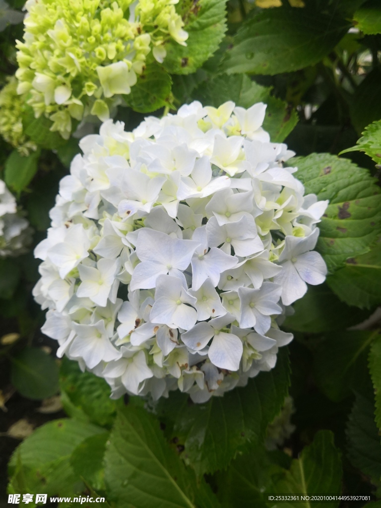 绣球花