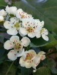 蔷薇 白色 月季 绿化 植物
