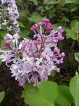 丁香 百里香 粉色 绿化 植物
