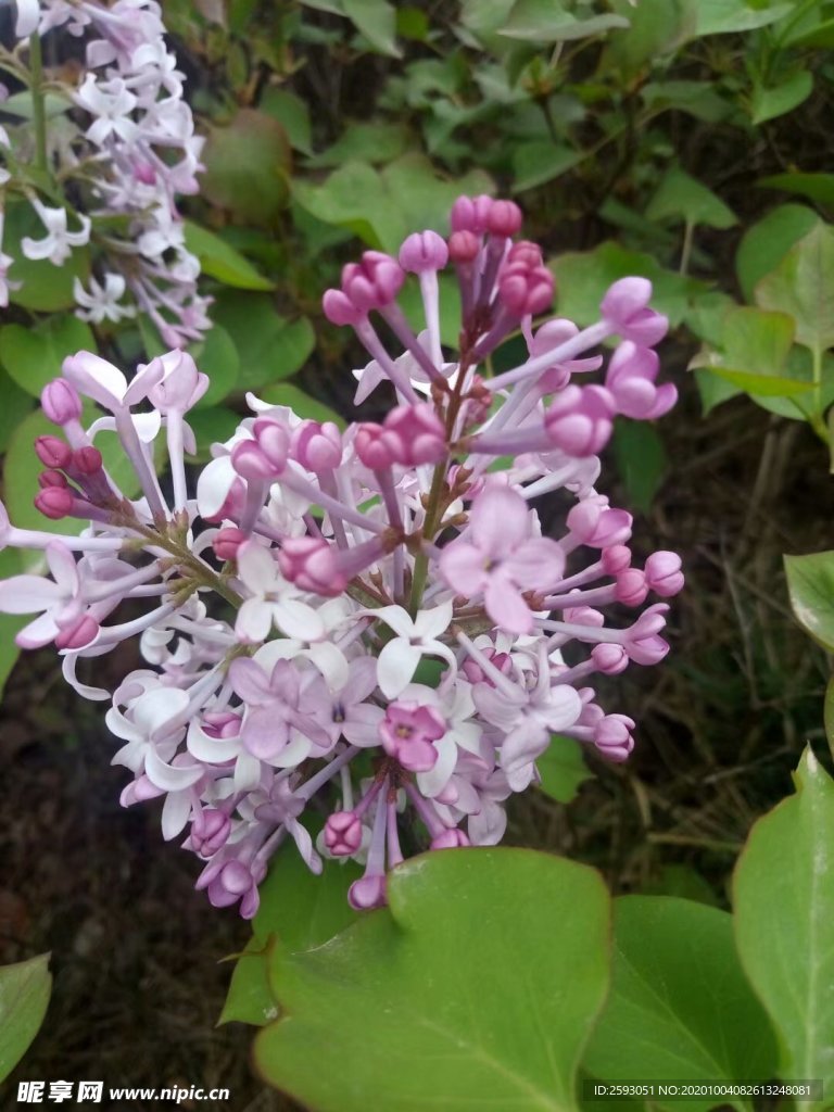 丁香 百里香 粉色 绿化 植物