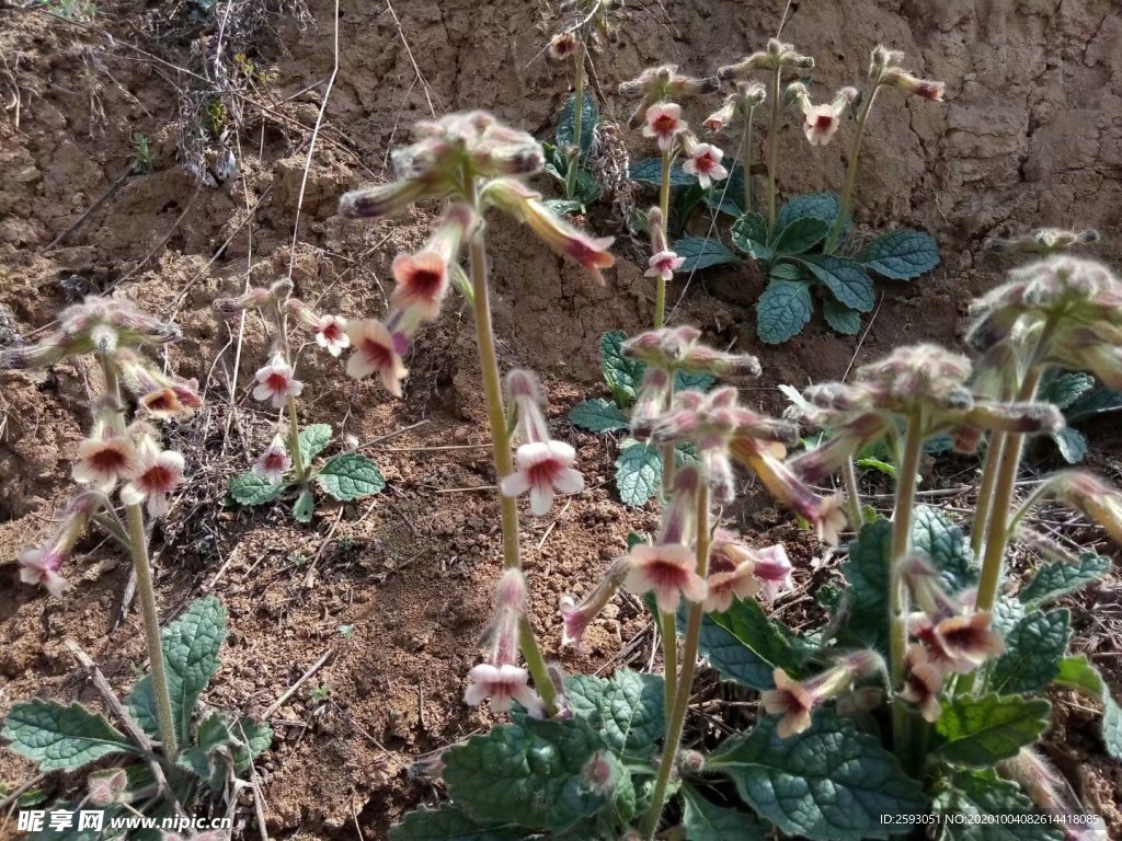 地黄 野花 药材 绿化 园林