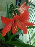 百合花 百合 美景 红色 绿植