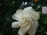 栀子花 绿化 园林 绿植