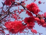 梅花 桃花 美景 粉色 绿植