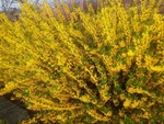 连翘 黄色 园林 绿化 植物
