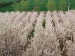 红叶李 李子树 李子花 花田