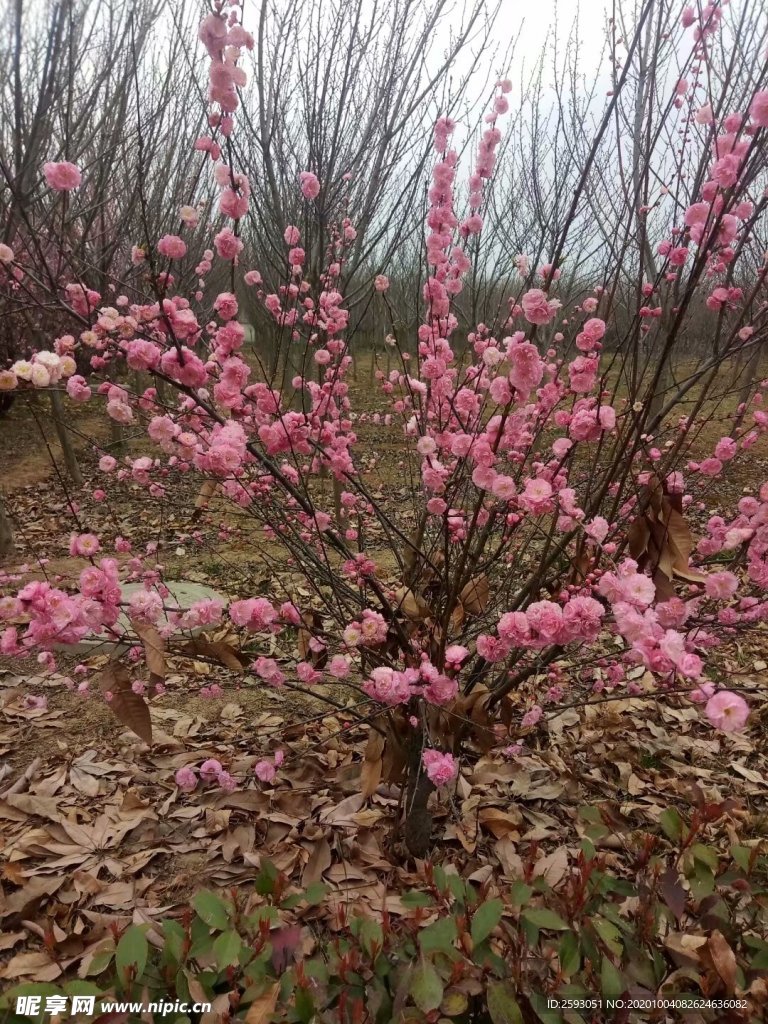 梅花 榆叶梅 美景 粉色 绿植