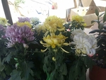 菊花 金丝菊 绿植 金秋 美景