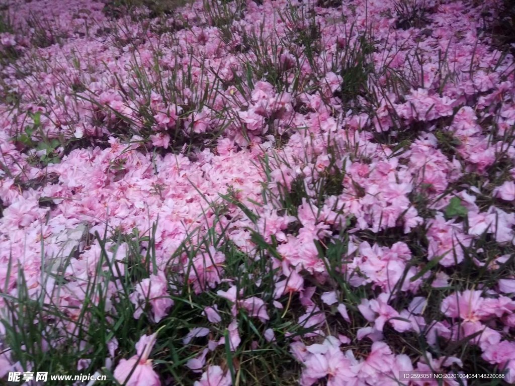 樱花 粉色 美景 绿植 园林