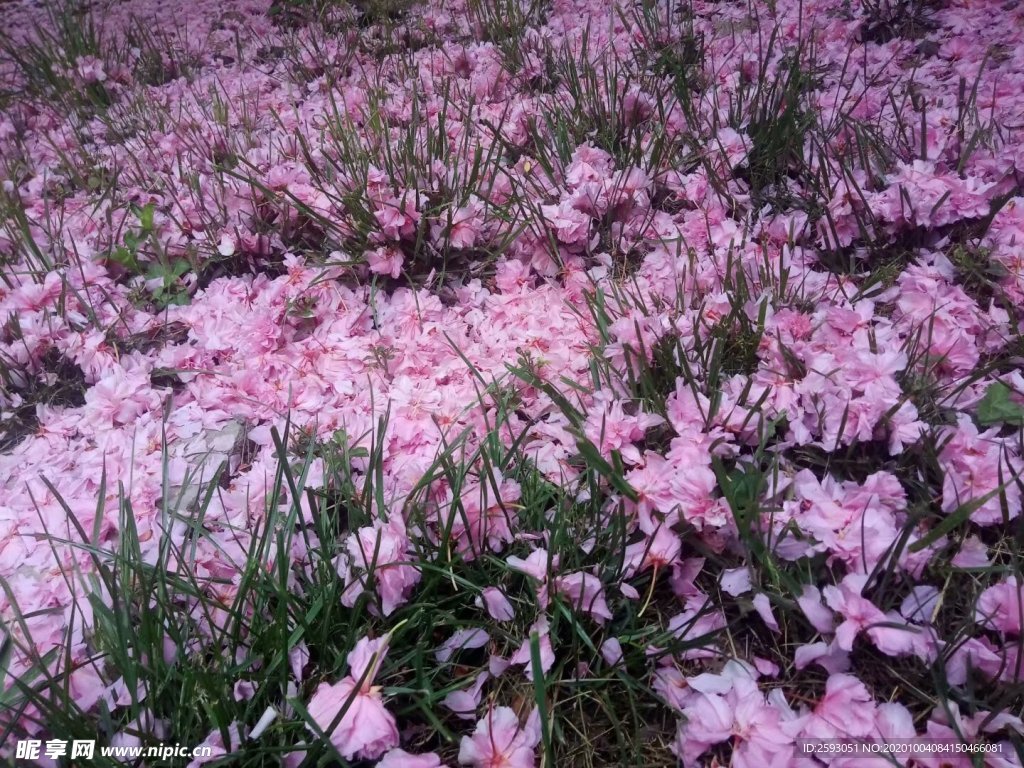 樱花 粉色 美景 绿植 园林