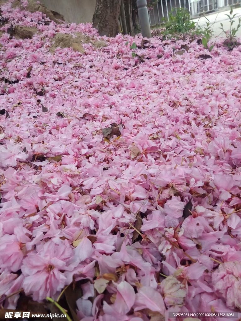 樱花 粉色 美景 绿植 园林