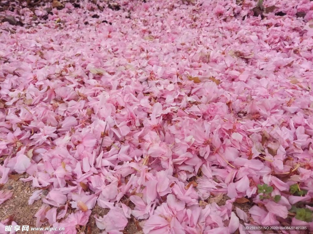 樱花 粉色 美景 绿植 园林