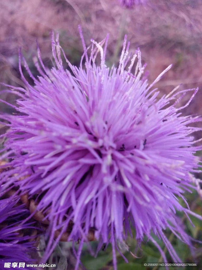 荆棘花 粉色 野花 药材 植物