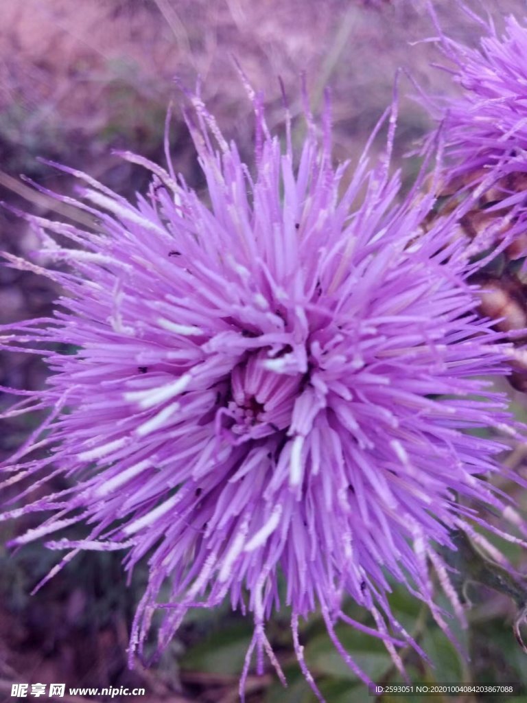 荆棘花 粉色 野花 药材 植物