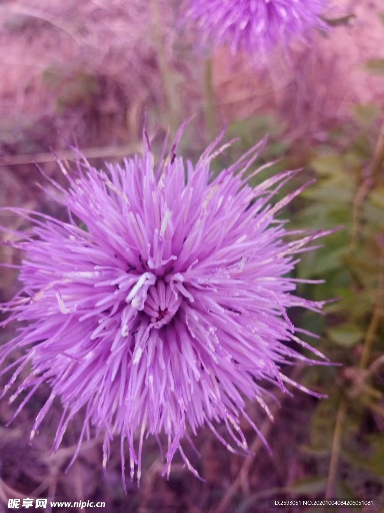 荆棘花 粉色 野花 药材 植物