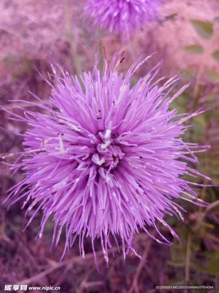 荆棘花 粉色 野花 药材 植物