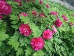 牡丹 国花 红色 芍药 园林
