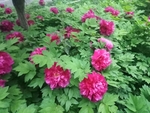 牡丹 国花 红色 芍药 园林