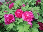 牡丹 国花 红色 芍药 园林