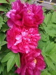牡丹 国花 红色 芍药 园林