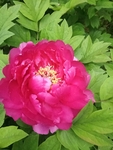 牡丹 国花 红色 芍药 园林