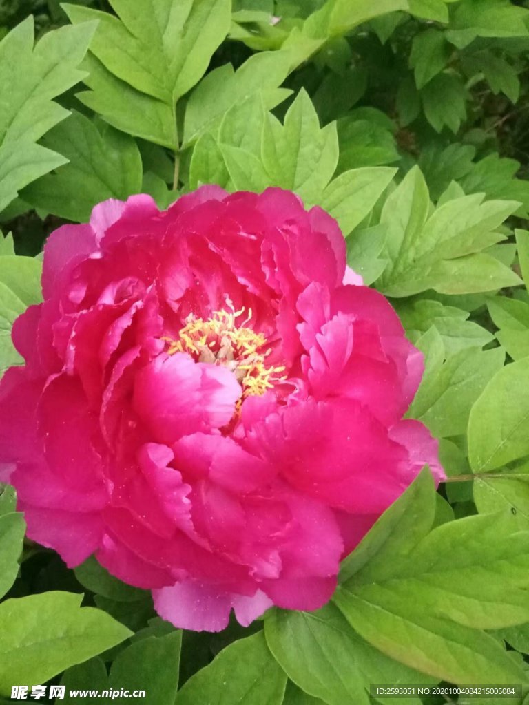 牡丹 国花 红色 芍药 园林