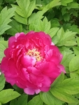 牡丹 国花 红色 芍药 园林