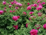 牡丹 国花 红色 芍药 园林