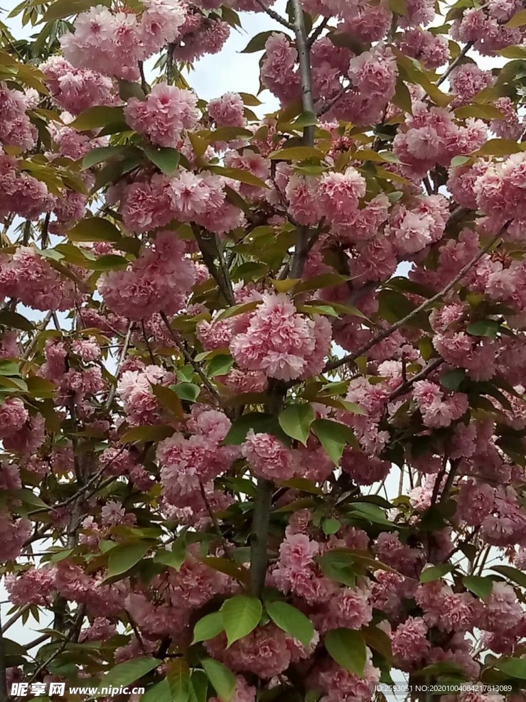 樱花 粉色 美景 绿植 园林