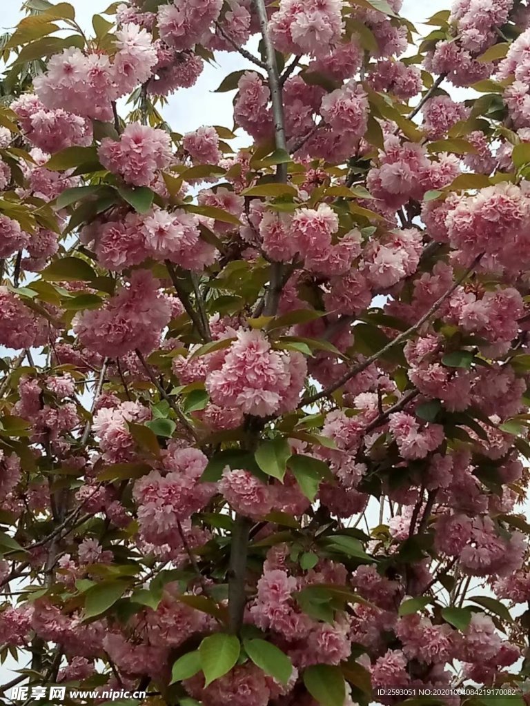 樱花 粉色 美景 绿植 园林