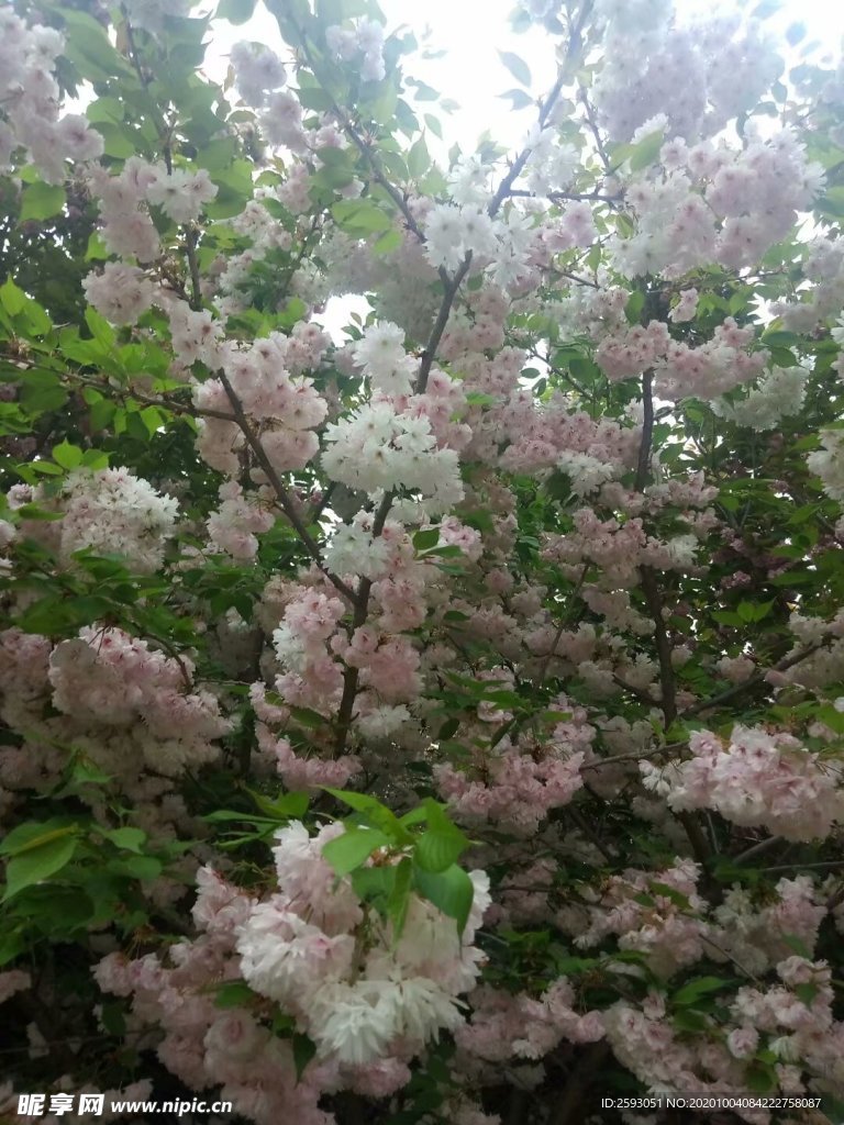 樱花 粉色 美景 绿植 园林