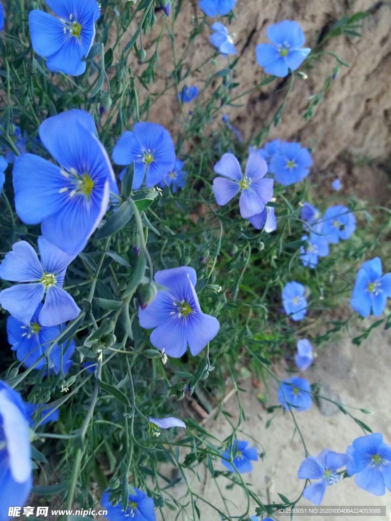 亚麻 野花 药材 植物 绿植