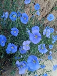 亚麻 野花 药材 植物 绿植