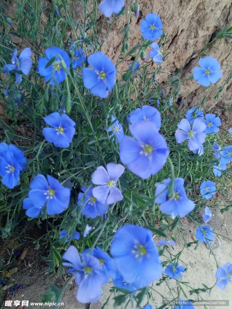 亚麻 野花 药材 植物 绿植