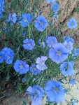 亚麻 野花 药材 植物