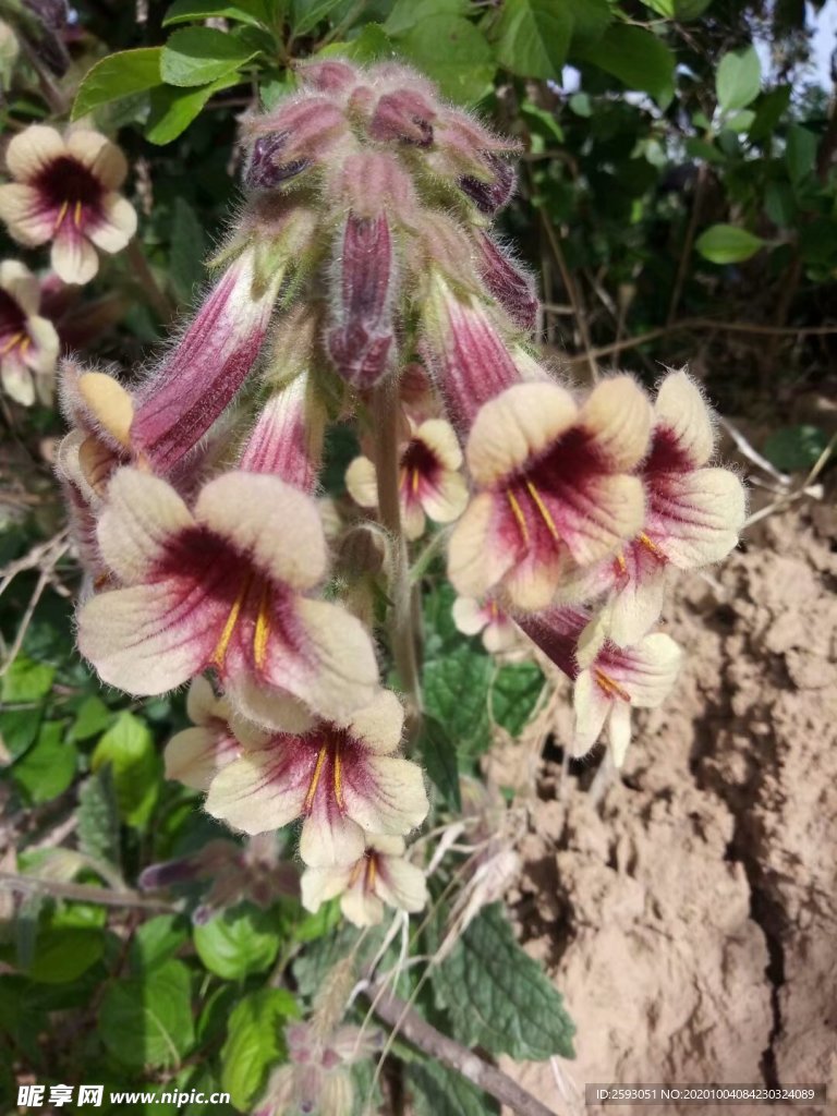 地黄 野花 药材 绿化