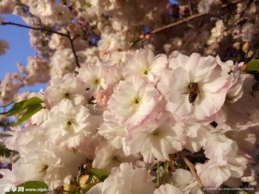 樱花 粉色 美景 绿植 园林