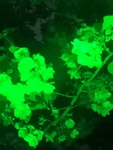 绿色 花色 绿植 园林